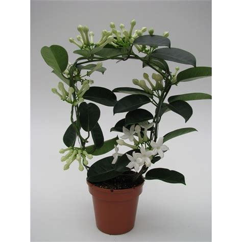 stephanotis fleur parfum.